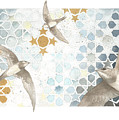 Swifts of Cihangir